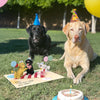 Two dogs wearing party hats sit on the grass next to a birthday cake, with a pop-up card featuring playful party dogs in front of them. Balloons float in the background, adding to the festive celebration.