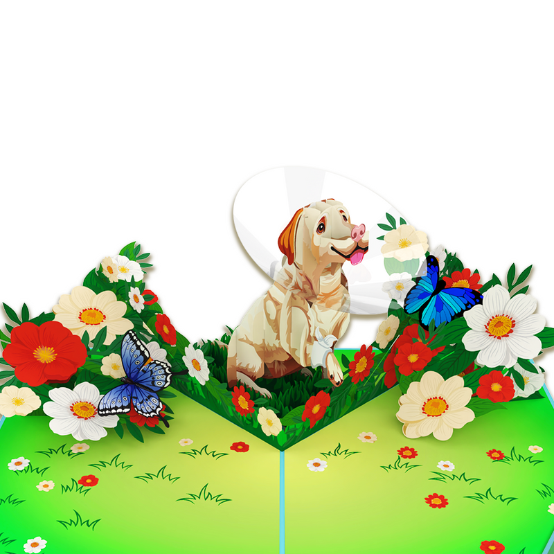 A 3D pop-up greeting card featuring a cheerful Labrador wearing a protective cone, sitting in a vibrant garden. The dog is surrounded by lush green grass, blooming red, white, and yellow flowers, and fluttering blue butterflies. The scene is bright and playful, creating a heartwarming and humorous design.